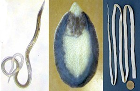 Common helminths-        Nematodes        Trematode        Cestodes